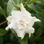 Gardenia flowers