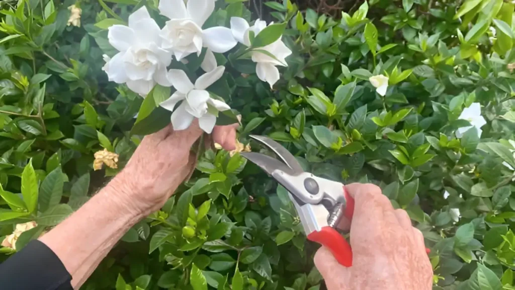 Gardenia plant care