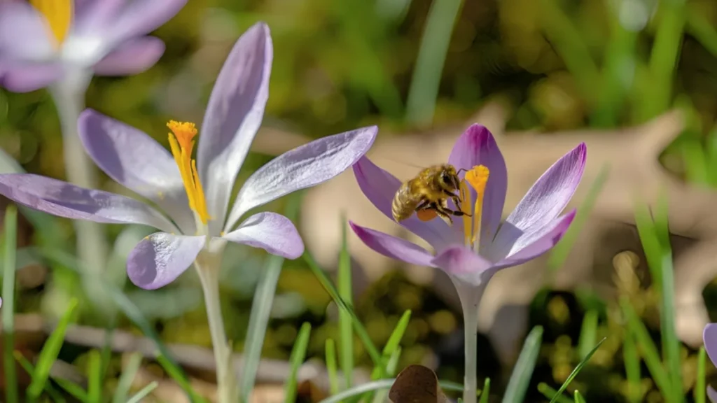 Ground bees