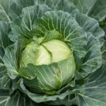 Growing cabbage