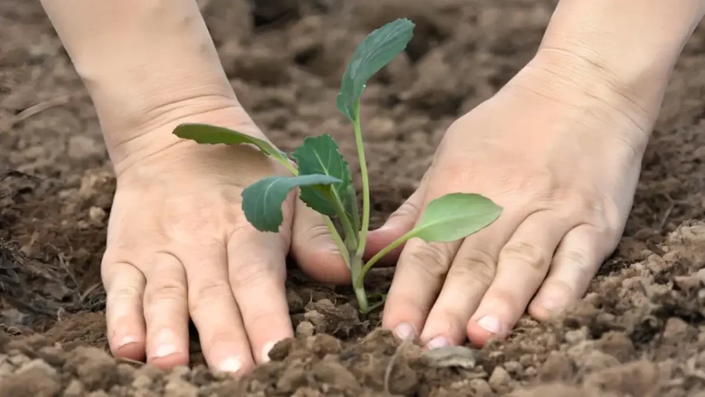 Growing cabbage from seed