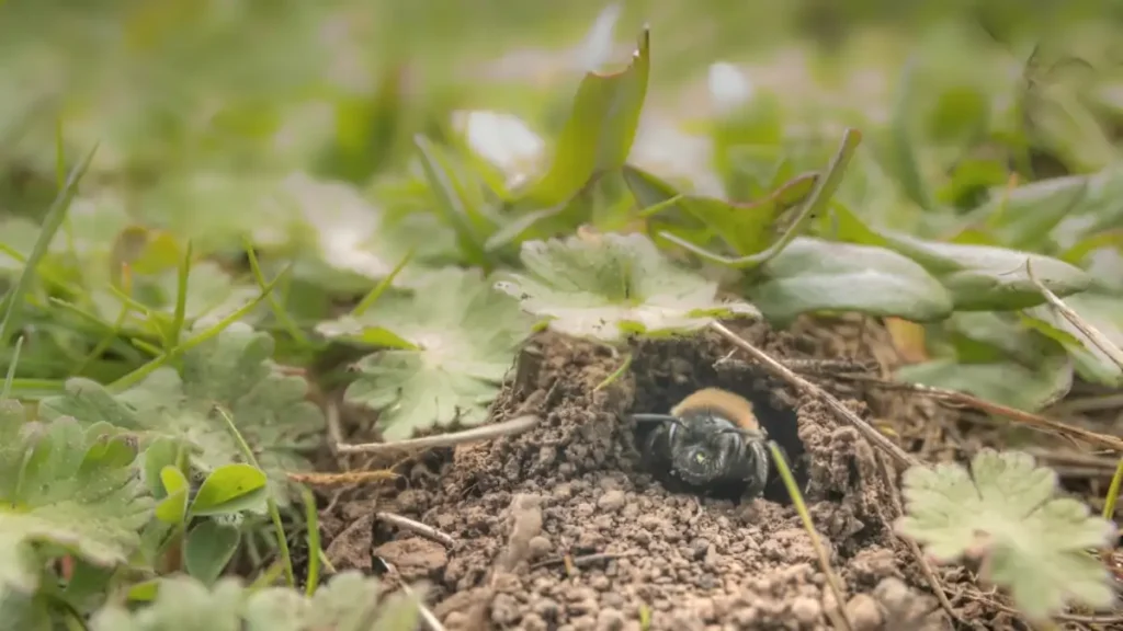 How to get rid of ground bees