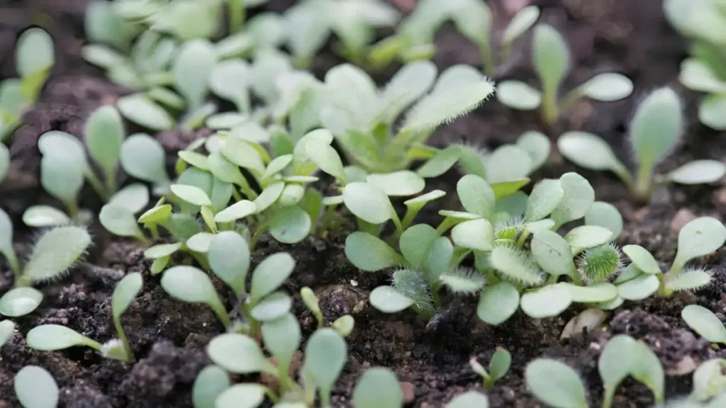 How to grow snapdragons