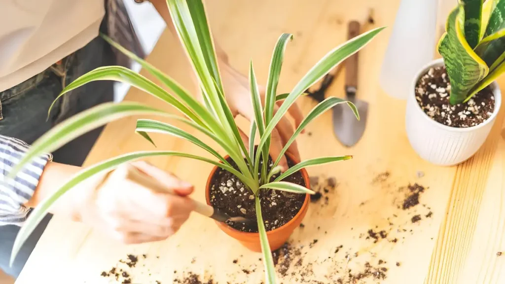 How to grow spider plant indoors