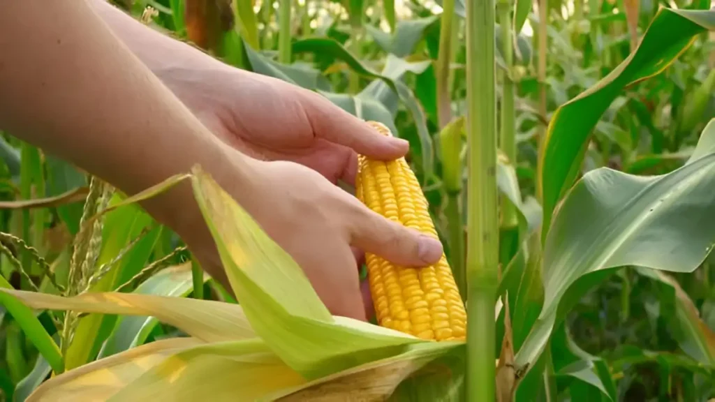 How to grow sweet corn