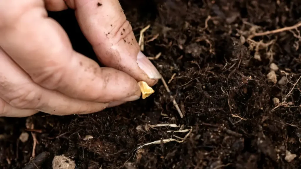 How to grow sweet corn from seed