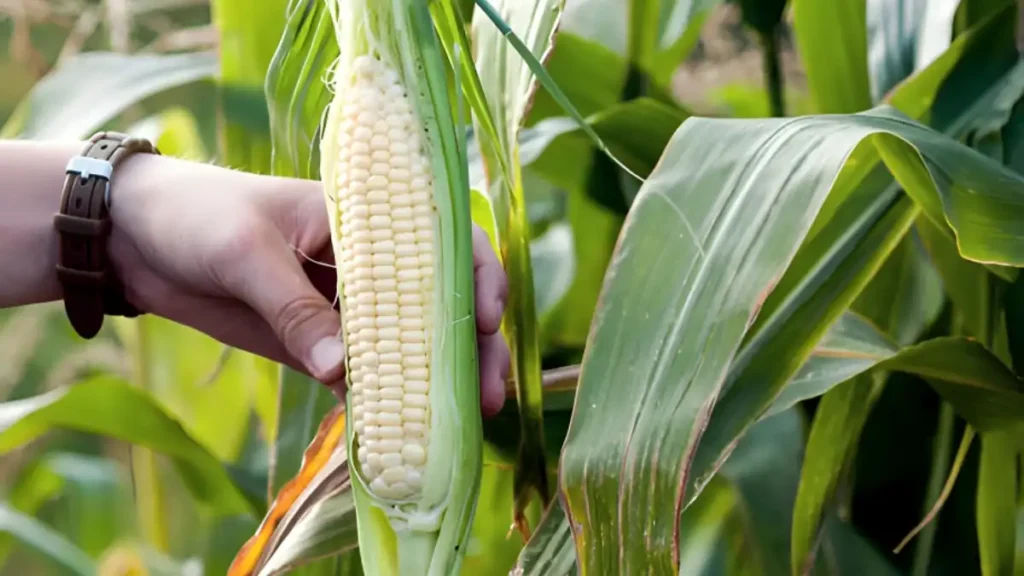 How to harvest corn