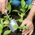 How to start a vegetable garden