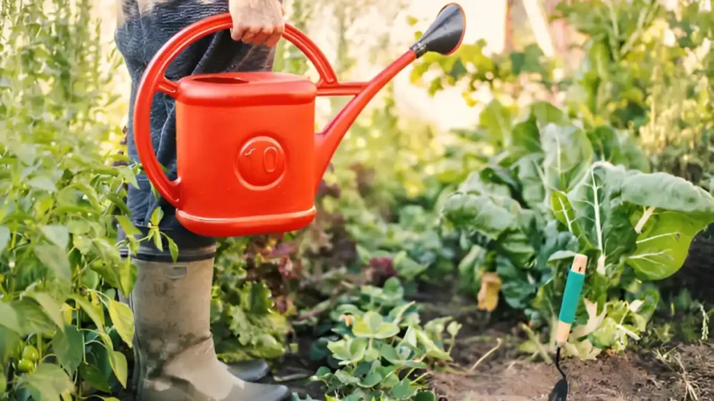 How to start a vegetable garden for beginners