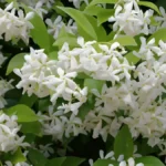 Jasmine plant