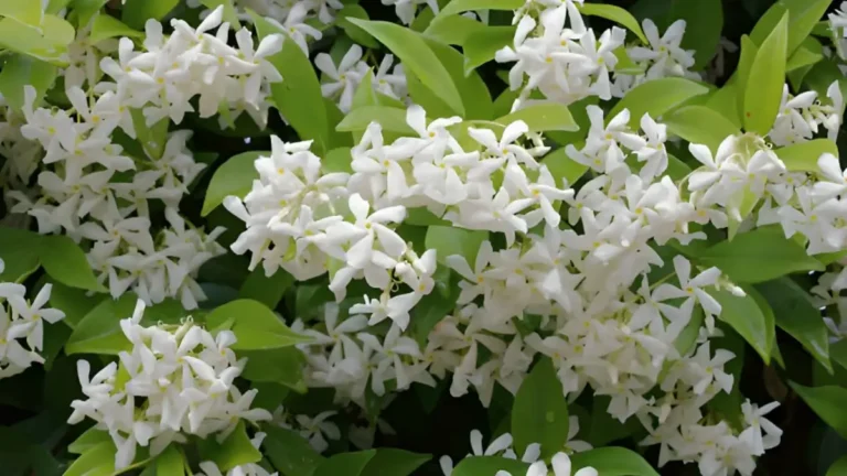Jasmine plant