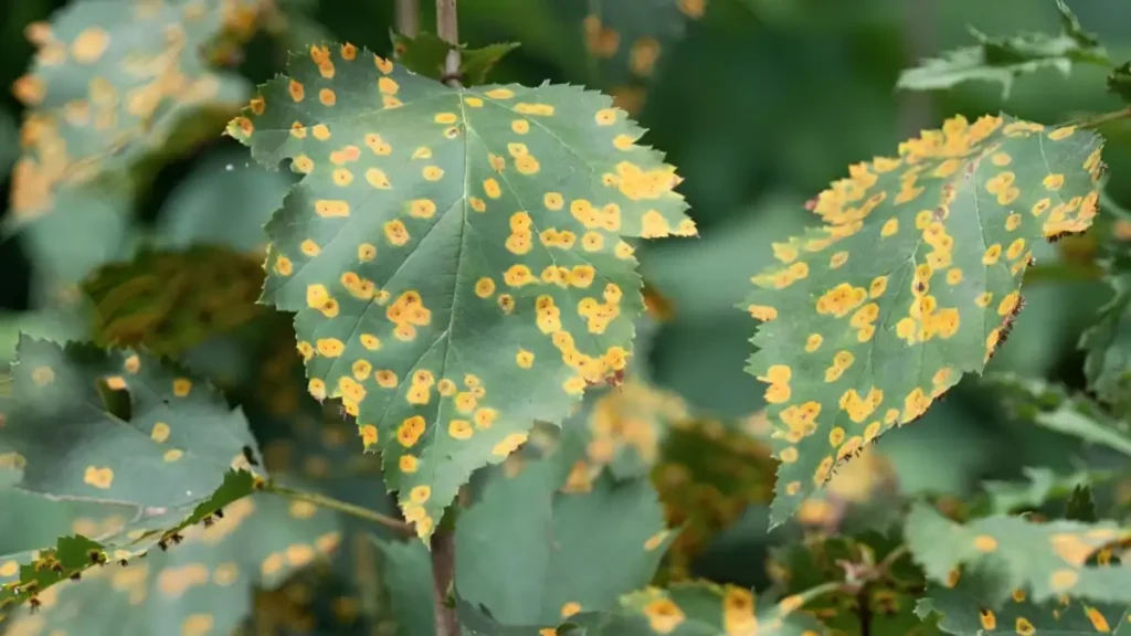 Rust disease on plants