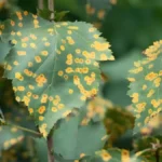Rust disease on plants