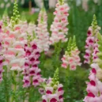 Snapdragons flowers
