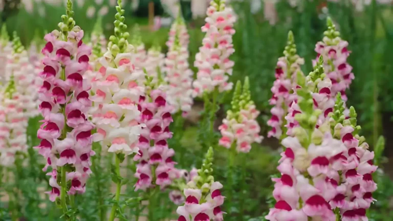 Snapdragons: Decorate your garden with vibrant blooms Snapdragons flowers