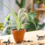 Spider plant