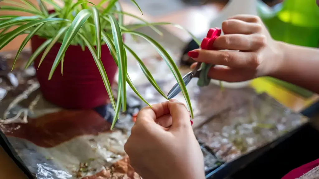 Spider plant care