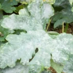 White mold on plants