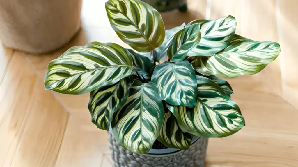 Zebra plant