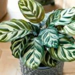 Zebra plant