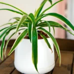 Spider plant benefits