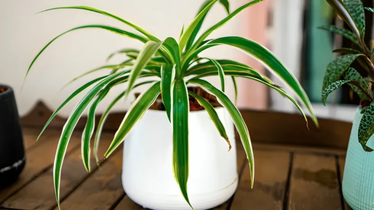 Top 6 Spider Plant Benefits: Best Guide to Cleaner Air and Enhanced Wellbeing Spider plant benefits