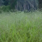 Bahia grass