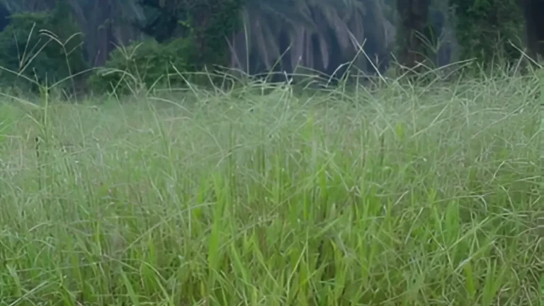 Bahia grass