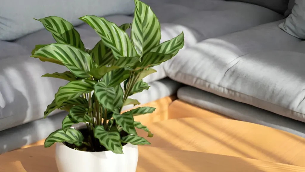 Calathea zebra plant benefits