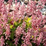 Plants for poor soil