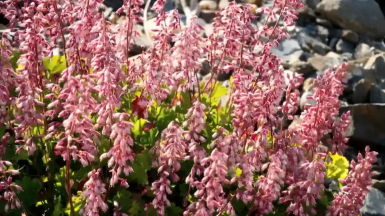 Best 8 Plants for Poor Soil: Top Picks for Any Garden Plants for poor soil