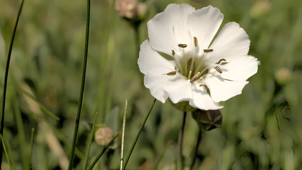 White campion