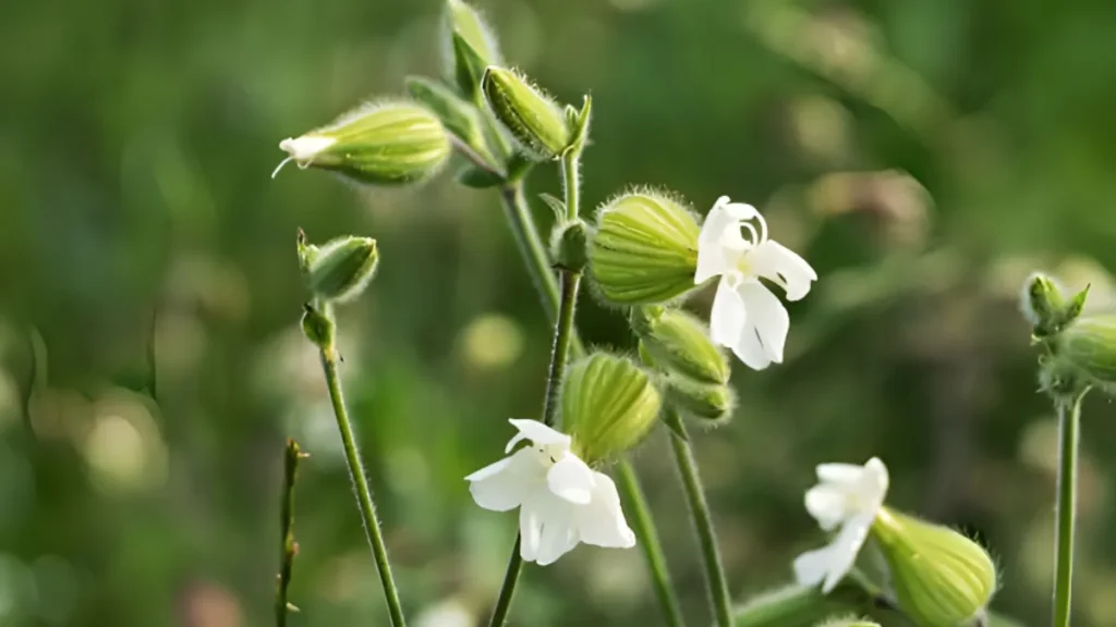 White campion plant