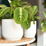 Zebra plant benefits