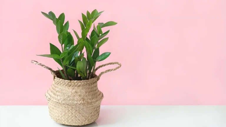 Top 4 ZZ Plant Benefits: The Ultimate Indoor Plant for Health & Low Maintenance ZZ plant benefits