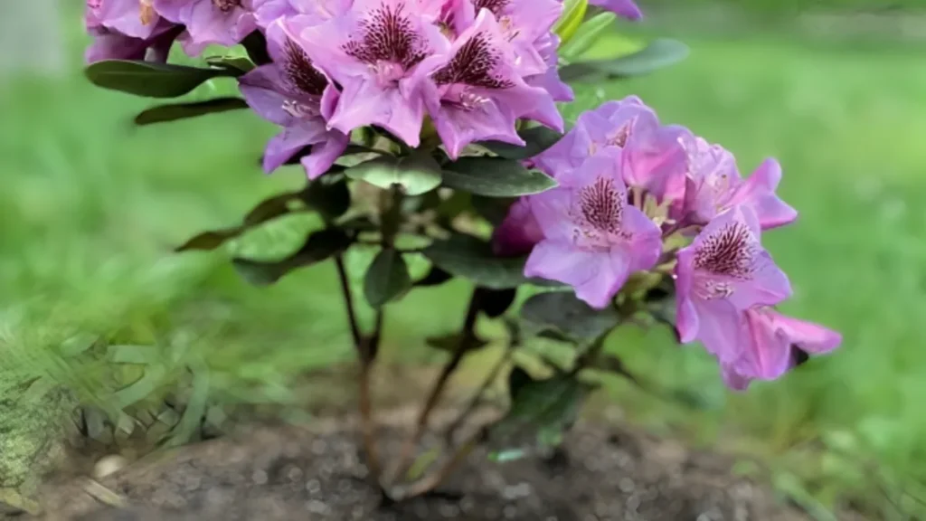 Growing azalea flower