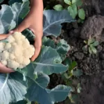 Growing cauliflower