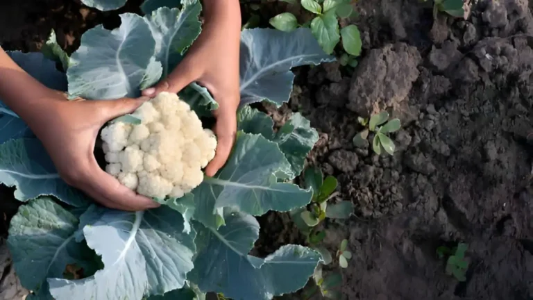 Best 4 Practices for Growing Cauliflower in Winter: Winter Gardening Tips Growing cauliflower