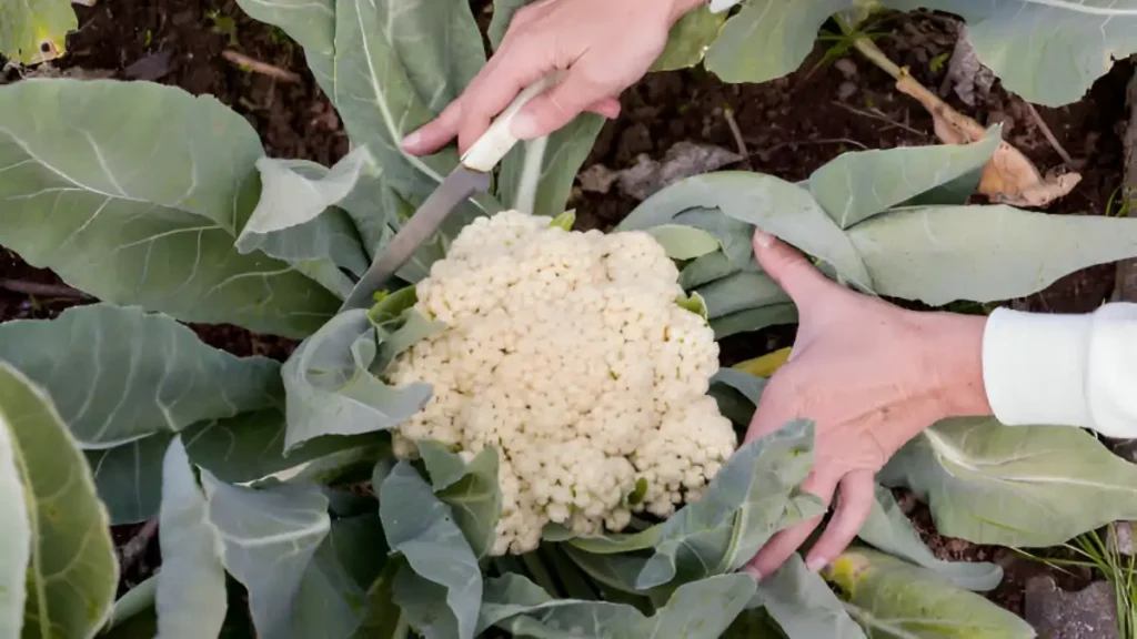 Growing cauliflower in winter