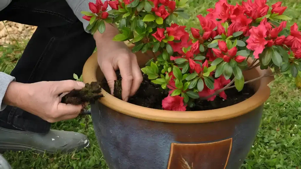 How to fertilize azaleas