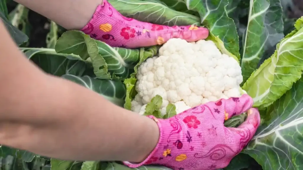 How to harvest cauliflower