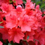When to fertilize azaleas