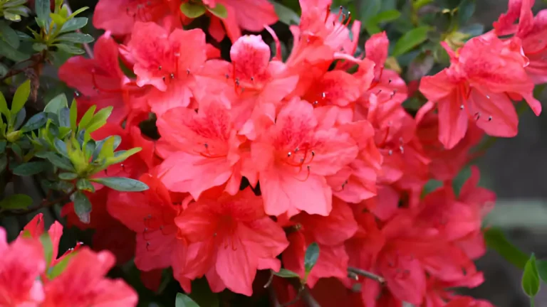 Seasonal Care: When to Fertilize Azaleas for Maximum Beauty When to fertilize azaleas