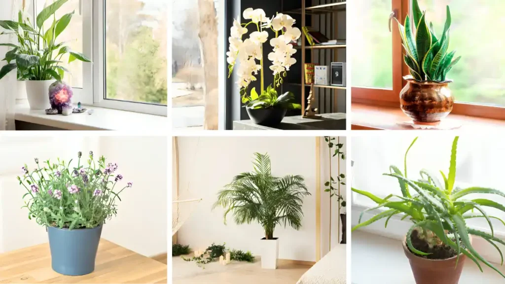 Best bedroom plants