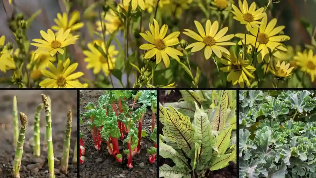 Best perennial vegetables