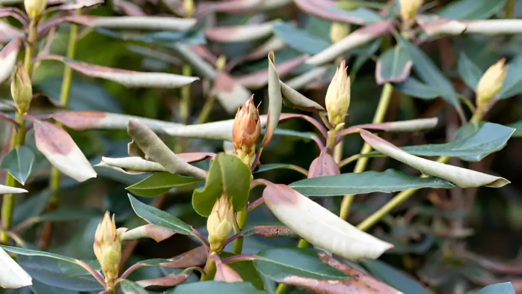 Fungal azalea diseases images