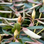 Fungal azalea diseases images