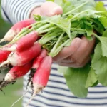 How to harvest radishes