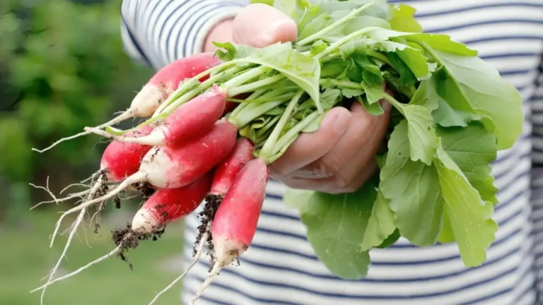 How to harvest radishes