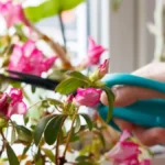 How to prune azaleas